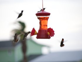 I love hummingbird feeders.jpg